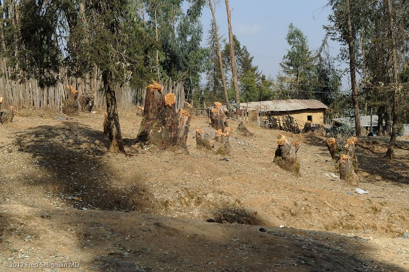 20120328_160718 Nikon D3S 2x3.jpg - The deforestation of the hills of Addis